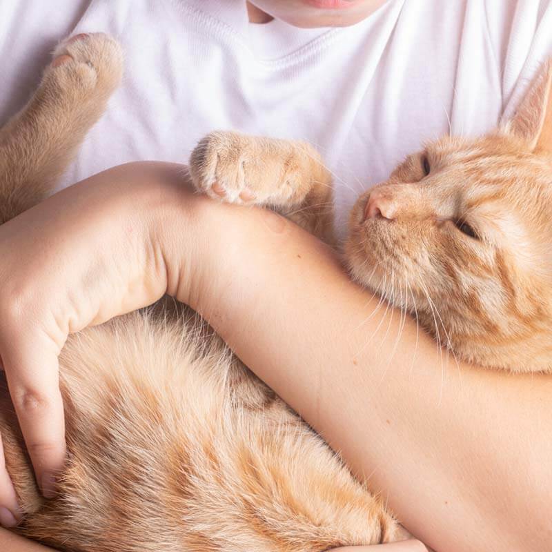 chat dans les bras d'un humain